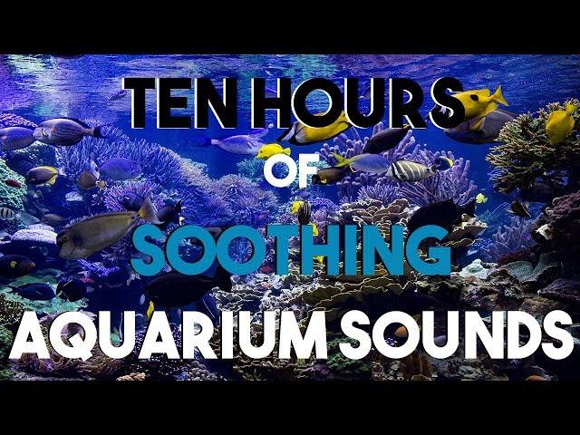 NO ADS Ten Hours of Aquarium Sounds || Soothing Bubbles || Room Ambiance