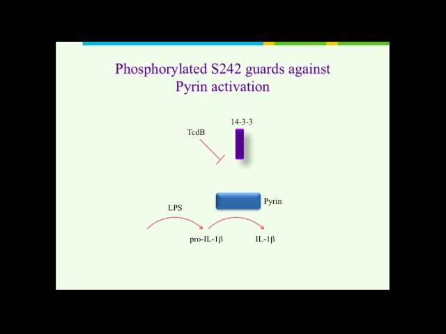 Liston Immune System Liston 2016 Session8