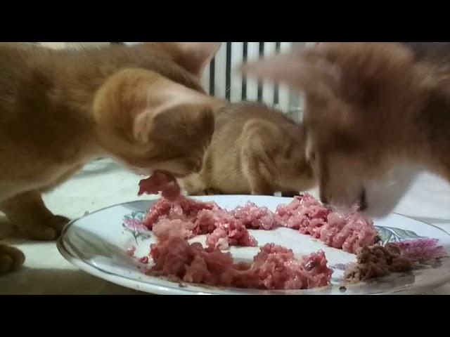Абиссинские котята