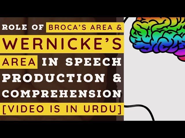 Broca's Area and Wernicke's Area Roles In Speech Production and Comprehension