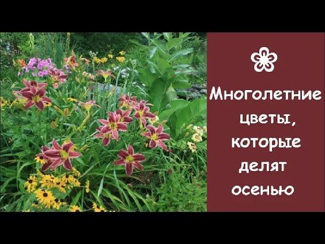  Многолетние цветы, которые делят осенью, и как их правильно делить