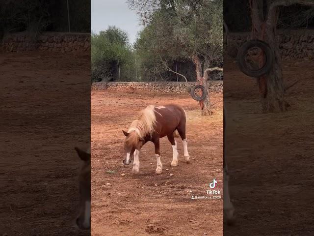 #horse #funny #fyp #foryou #viralvideo