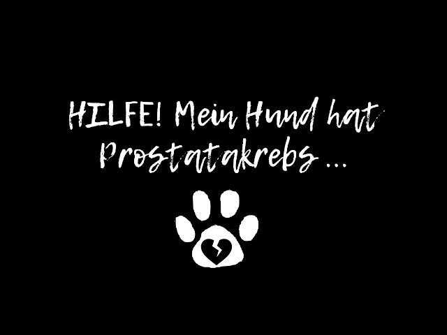 HILFE! Mein Hund hat Prostatakrebs | Prostatatumor | Karzinom #1