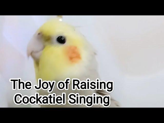 Could the Cockatiel be Singing a Love Songs ? The Joy of Raising Cockatiel Singing