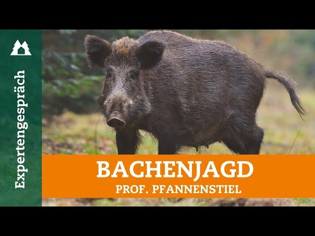 Schwarzwildjagd | So erlegt ihr gezielt Bachen | Sauen | Muttertierschutz | Jagdarten | Jagdtipps