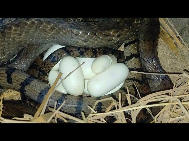 Wow Video The big snake is laying eggs | Sreyloeng Home Trap ,