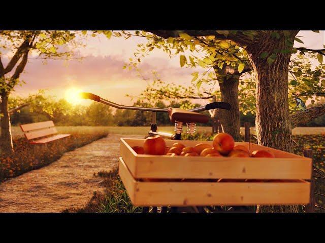 Sunset Apple Picking In The Countryside Ambience ASMR  Summer Birds, Bike Sounds, Leaf Rustling