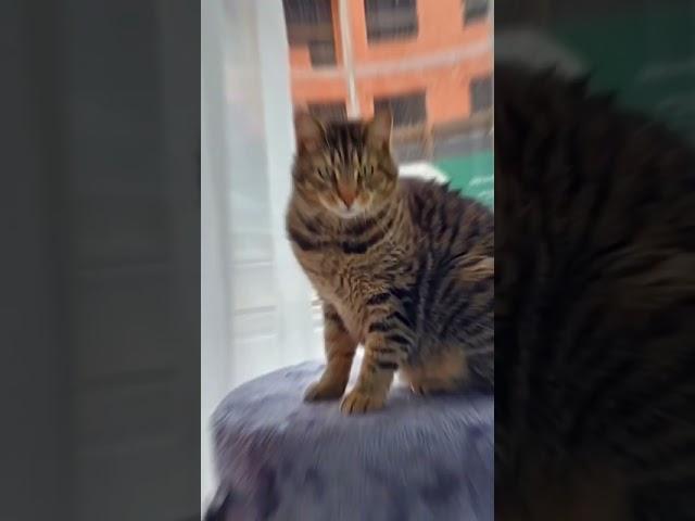 Кот из приюта может больше любить и быть более любимым, чем дорогой породистый кот