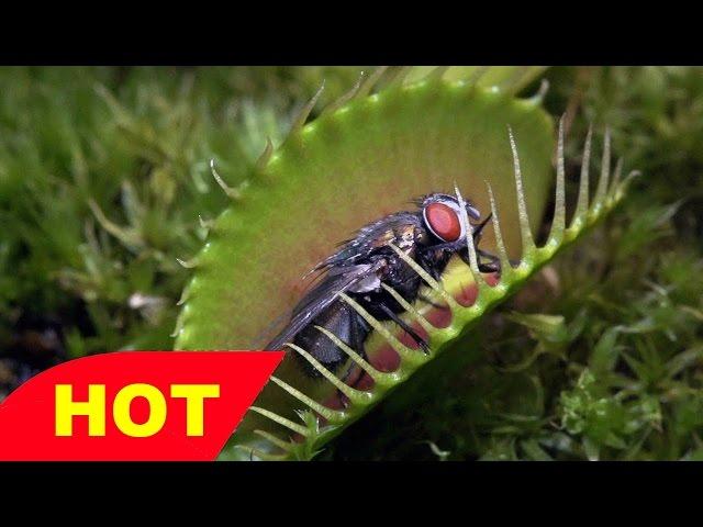 Life ep 9 BBC, 2009, Plant Documentary with sir David Attenborough   Documentary HD