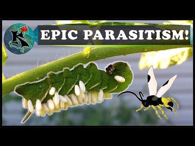 Caterpillar Parasitism & Parasitoid Wasps! | Tobacco & Tomato Hornworm | Koaw Nature