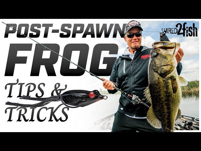 Catch Big Bass in Post-Spawn: Frog Fishing Guide