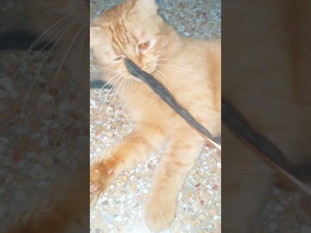 #cat Gugu play time #youtubeshorts