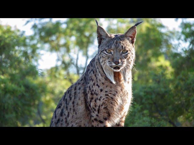 Reintroducing Europe's Wildest Cat | Seven Worlds, One Planet | BBC Earth