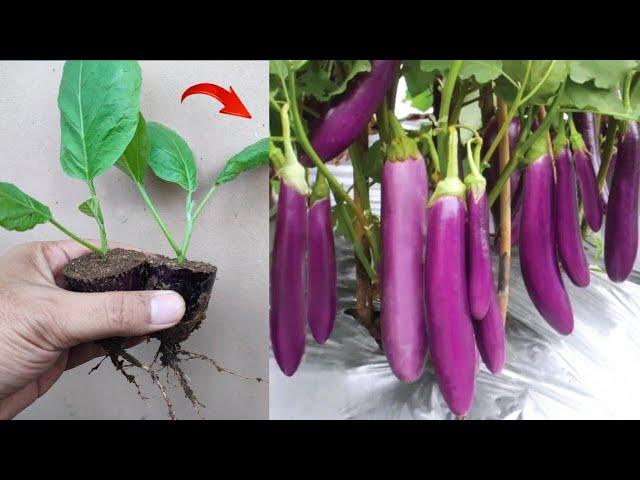 Crazy Skills how to grow Eggplant tree from eggplant fruit