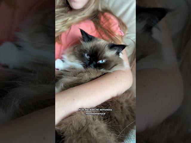 Ни в коем случае не делайте этого со своей кошкой! 