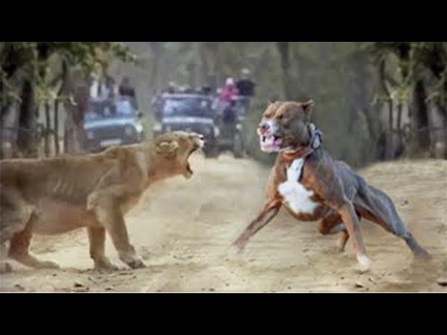 100 Craziest Animal Fights of All Time 2023