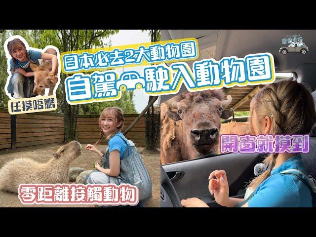 第1️⃣次自駕揸入動物園，零距離接觸動物 再去 #那須動物王國 全日本最好玩嘅動物園