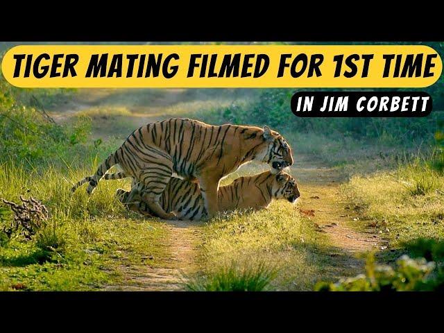 Tiger mating filmed for the first time in Jim Corbett National Park | Dhikala Jim Corbett