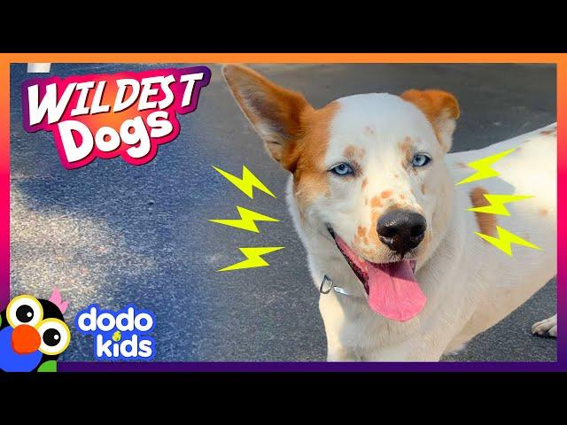 The Funniest, Wildest Dogs We Met This Year! | Animal Videos | Dodo Kids