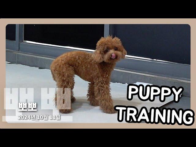교육 : 뽀뽀 2024년 10월 11일 퍼피트레이닝_트릿 다이빙(treat diving)
