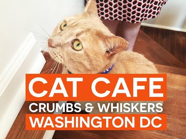 Crumbs and Whiskers  First Cat Cafe in Washington DC