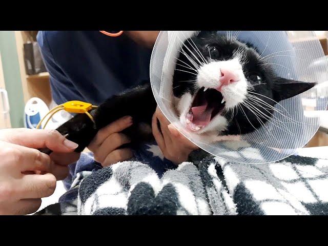 Angry Cat Medical Check Up at Animal Hospital 