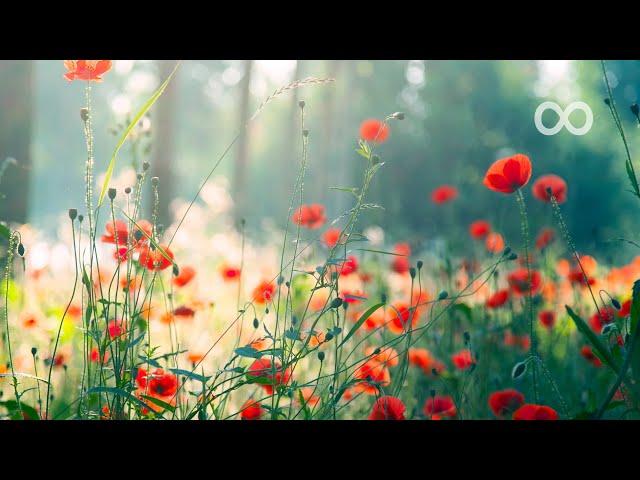 12 Hours of Relaxing Music - Piano Music for Stress Relief, Sleep Music, Meditation Music (Riley)