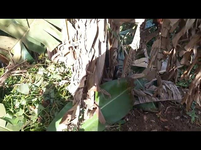 African Garden, Banana Plantation