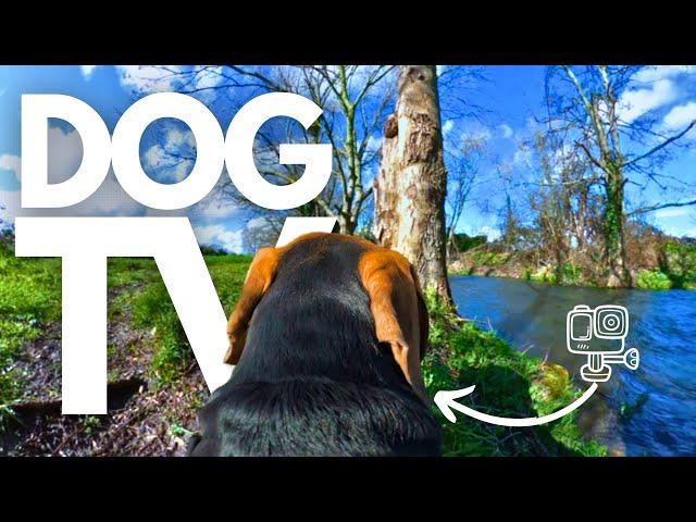 GoPro DogTV | Your Dog's 7hr Relaxing Virtual Journey Through Nature  From His Point-Of-View