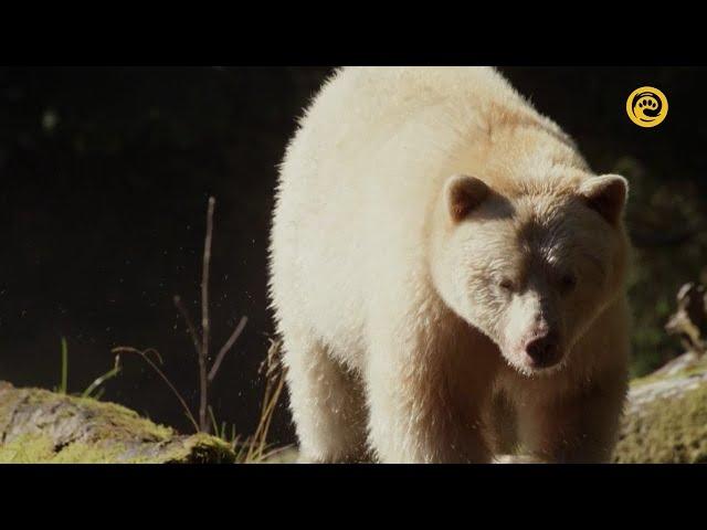 Волшебные мгновения. Магия природы / Magic Moments – The Spell of Nature