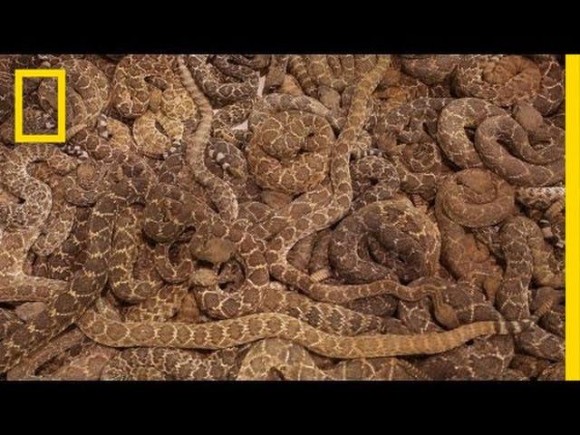 Rattlesnake Roundup | National Geographic