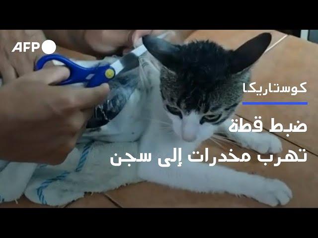 ضبط قطة خلال محاولتها تهريب مخدرات إلى أحد سجون كوستاريكا | AFP