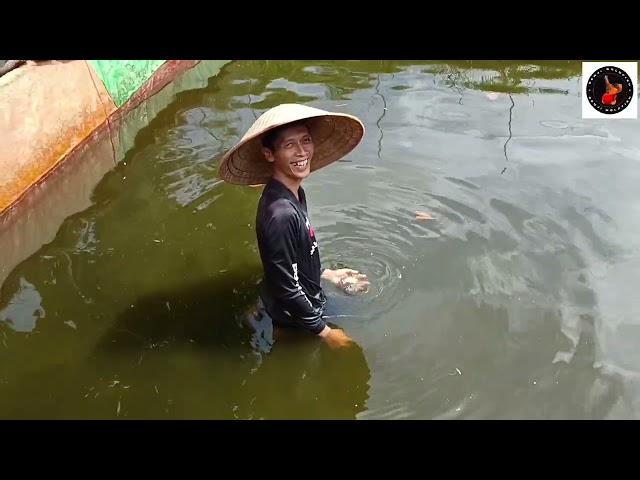 Petani Ikan Mas Koki Tulungagung - Harga Miring Ikan Mas Koki Size 6-9 cm Borong Kolam 2000/Ekor