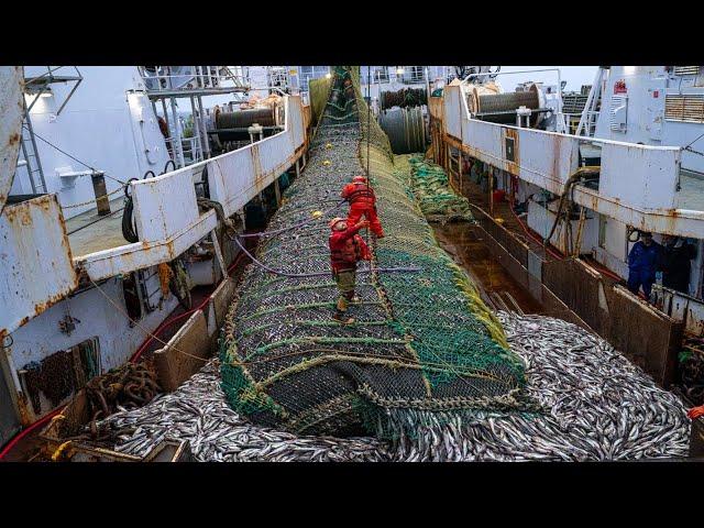 Big Net fishing, Trawler fishing in the Sea - Factory Processing on a frozen fishing boat