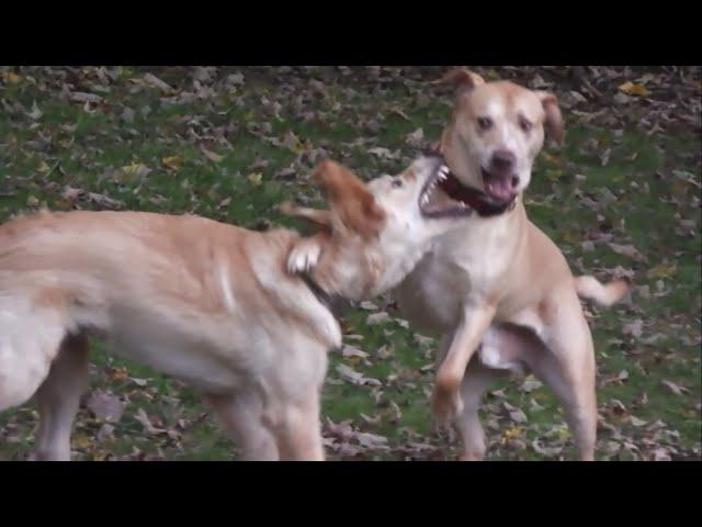  My Dogs Fight Each-Other Like Goku VS Majin Vegeta 