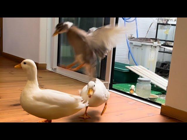 The Flying Call Duck and Quacking Call Ducks!