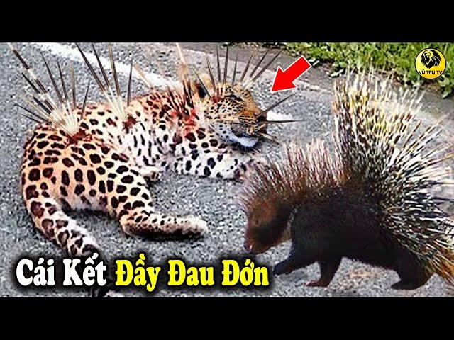 5 Lần Thảm Bại Của LOÀI BÁO Trong Thế Giới Động Vật - Kẻ Đi Săn Bị Con Mồi Phản Đòn Cực Gắt