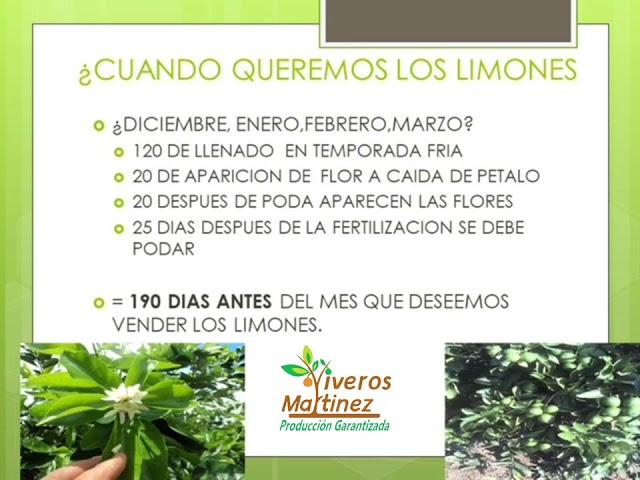 Producción de limón persa en temporada de invierno. InfoCítricos