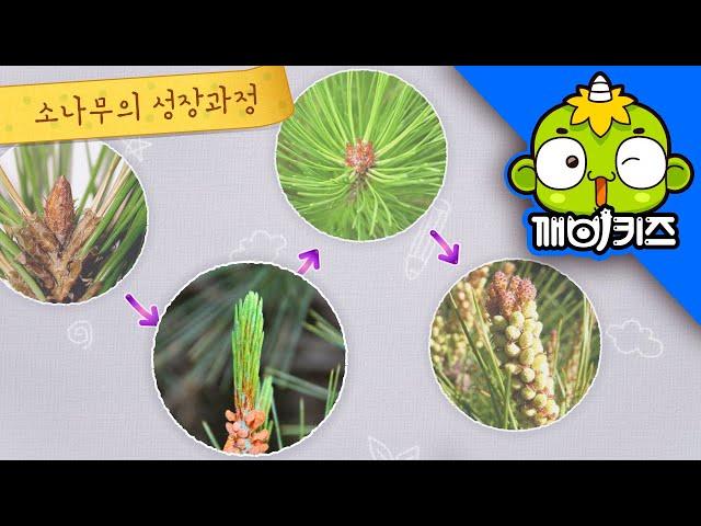 늘푸른 소나무 | 자연관찰 | 과학도감 | 침엽수, 활엽수 | 깨비키즈 KEBIKIDS