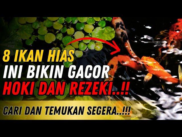  IKAN DEWA REZEKI..!!! 8 IKAN HIAS PEMBAWA KEBERUNTUNGAN JIKA DIPELIHARA DI RUMAH - Ikan Bawa Hoki