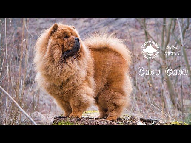 Chow Chow - Origen, Características, Tipos, Cuidados y Temperamento