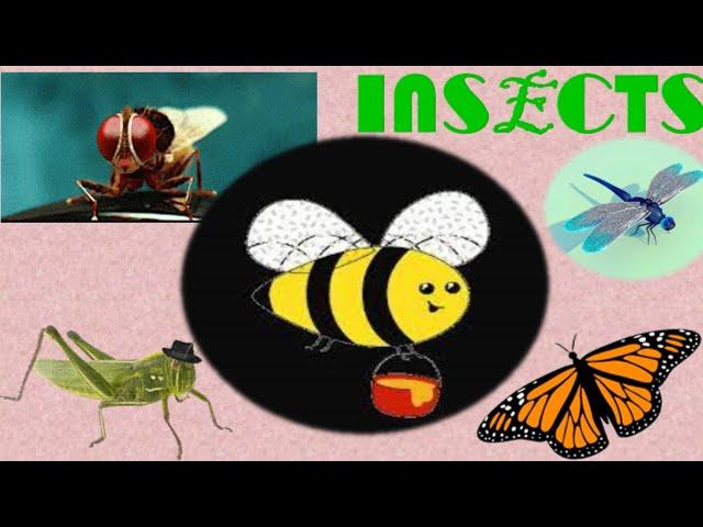 Insects Name | Insects For Kids | Insects Name in English |