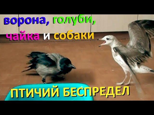 ПТИЧИЙ БЕСПРЕДЕЛ! (ворона, голуби, чайка и собака делят еду)