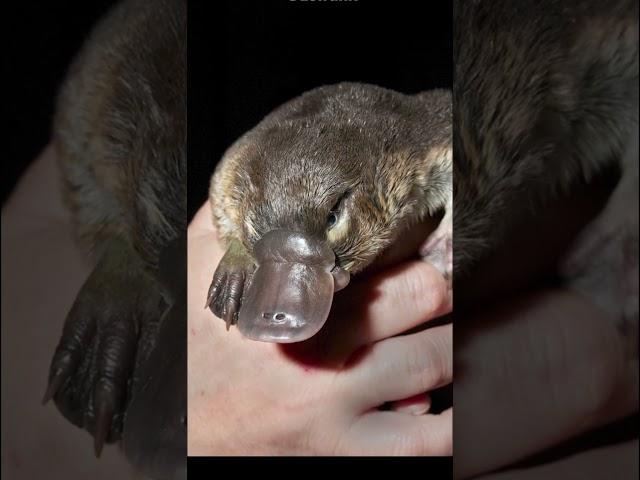 Meet the Platypus | #shorts #cute #platypus