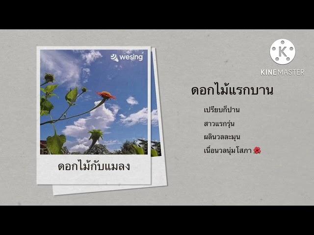 ดอกไม้กับแมลง cover : iss sabithip