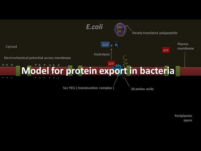 Protein export in bacteria