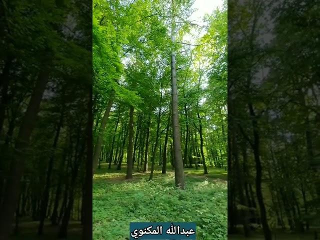 عجائب النحل تلاوة خاشعة بصوت عذب يفوق الوصف
