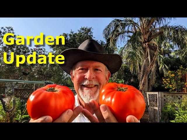 Huge Tomato Harvest Garden Update End of April