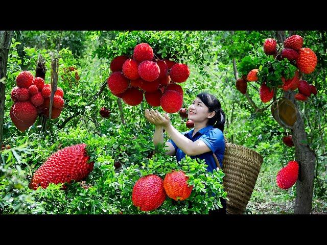 How to Harvest Red Garcinia Cowa, Goes To The Market Sell - Harvest and Cooking | Tieu Vy Daily Life