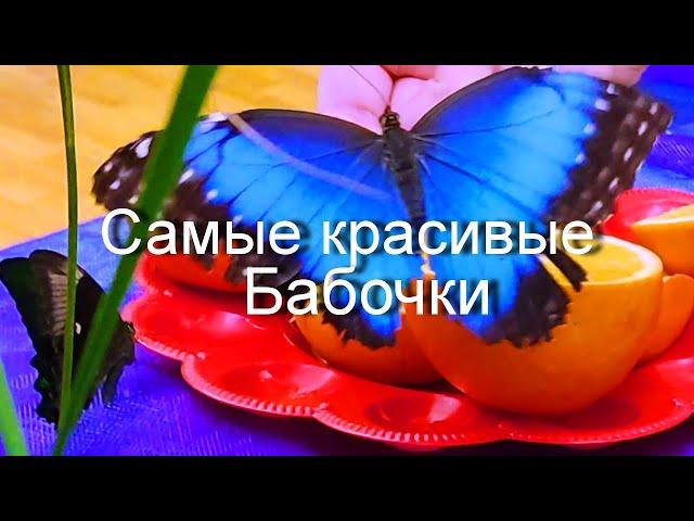 Удивиельное рядом! Реальное рождение бабочки I Тропические бабочки The real birth of a butterfly